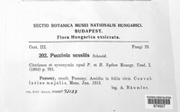 Puccinia sessilis image